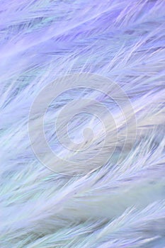 Macrophotography of a bird`s feather with multicolored reflections