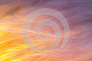 Macrophotography of a bird`s feather with multicolored reflections