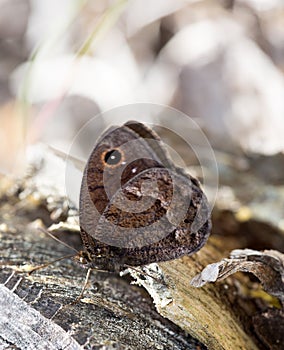 Macrophotography of a butterfly Satyrus ferula