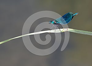 Macrophotography of a Calopteryx spendens photo