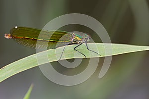 Macrophotography of a Calopteryx virgo photo