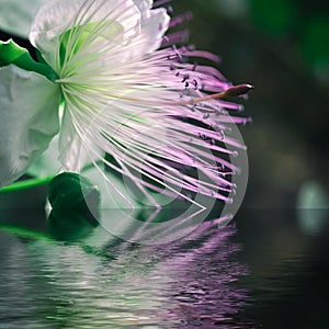 Macrophotography of caper flower with reflection over water