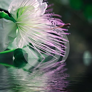 Macrophotography of caper flower with reflection over water photo