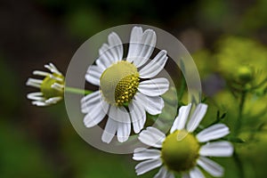 Macrophotography of chamomile flowers