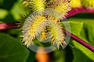 Macrophotography, close up of perhaps, Cocklebur,  Xanthium