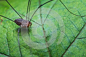 A Daddy Long Legs on a Leaf