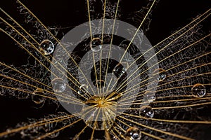 Macrophotography of a dandelion with dark background and water drops