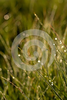 Macrophotography. Dew on the grass at dawn