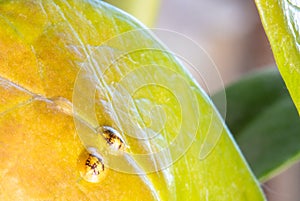 Macrophotography of Diaspididae insects on leaf vessel. Armored scale insects at home plants. Insects suck plant