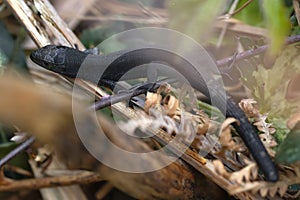 macrophotography of fauna, zootoca lizard vivipara melanica hiding in undergrowth. copyspace