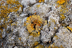 Macrophotography of a forest stone and moss growing on it. Abstract natural texture