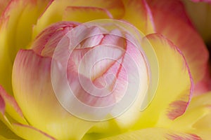 Macrophotography fresh peonie pink and yellow flower detail