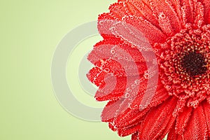 Macrophotography. Gerbera in the dew. Background with copy space. Selective focus.