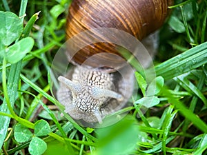 Macrophotography of a grape snail Latin Helix pomatia