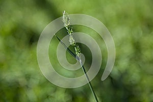 Macrophotography of a green spikelet of a cereal plant