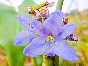 Macrophotography  greeny purple