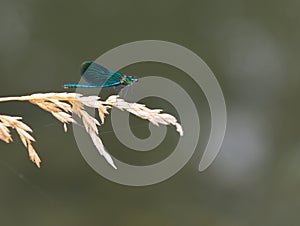 Macrophotography of a Calopteryx spendens photo