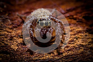 Macrophotography of jumping spider on a tree bark. photo