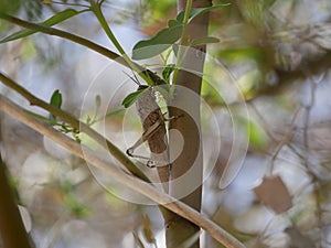 Macrophotography large grey migratory locust Locusta migratoria on a branch of eucalyptus devours leaves on a Sunny summer day.