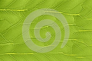 Macrophotography of a leaf with nerves and veins