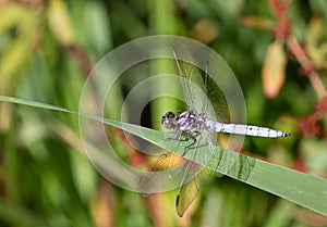 Macrophotography of a Libellula fulva