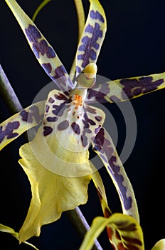 Orchid Miltassia Toskana flower photo