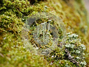 Macrophotography of moss with bokeh effect. Colorful abstract natural background of green moss and seeds, mushrooms and slime mold