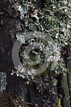 Macrophotography. Moss and lichen