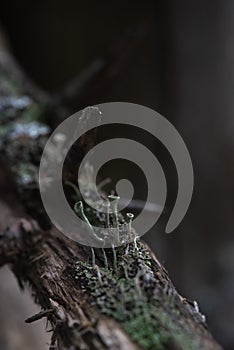 Macrophotography. Moss and lichen