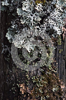 Macrophotography. Moss and lichen