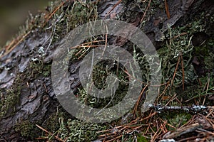 Macrophotography. Moss and lichen