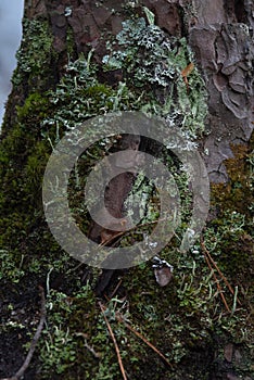 Macrophotography. Moss and lichen