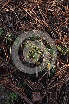 Macrophotography. Moss and lichen