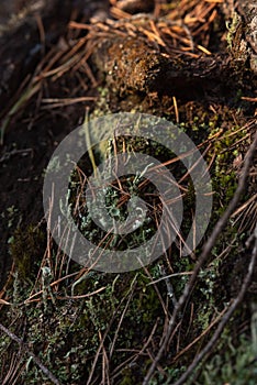 Macrophotography. Moss and lichen