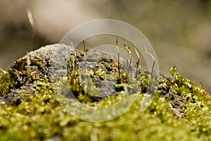 Moss seta closeup with blurred background photo