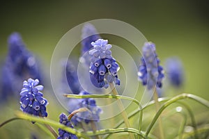 Macrophotography of muscari in a garden