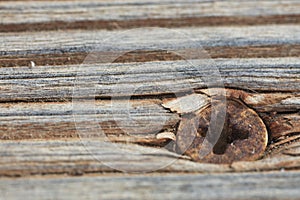 Macrophotography of natural wooden surface texture close up view.