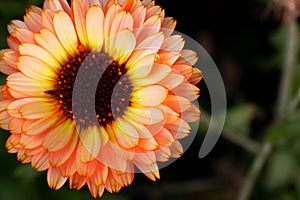 Macrophotography of an orange flower. The calendula flower is close