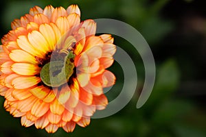 Macrophotography of an orange flower. A calendula flower is close with a caterpillar in the middle