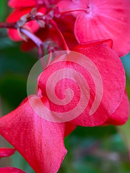 Macrophotography of petals of Begonia ever-flowering cultural (Begonia semperflorens)