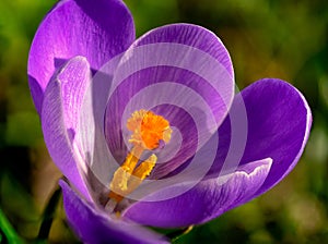 Macrophotography of Pistil orange violet crocus in early spring