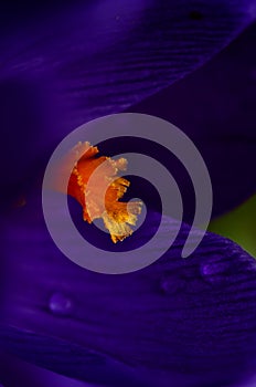 Macrophotography of purple crocus pistil