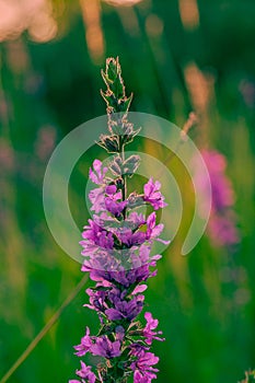 Macrophotography of purple flower, purple loosestrife,  with smooth blur background