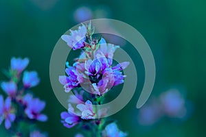 Macrophotography of purple flower with smooth blur background