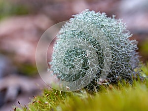 Macrophotography of reindeer lichen growing on a rock