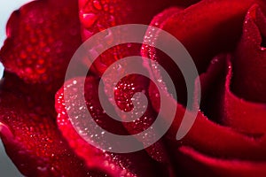 Macrophotography of a rose with water drops