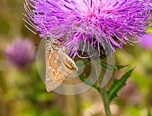 Skipper butterfly perhaps Polites mystic, the long dash skipper butterfly on purple flower. photo