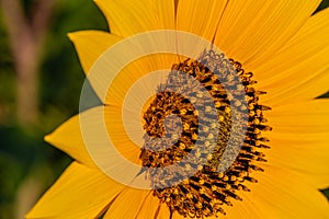 Macrophotography of Sunflowers, Disc and ray florets of Helianthus flowering plant