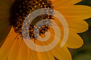 Macrophotography of Sunflowers, Disc and ray florets of Helianthus flowering plant