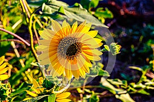 Macrophotography of Sunflowers, whole Helianthus flowering plant